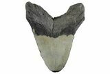 Fossil Megalodon Tooth - South Carolina #352198-2